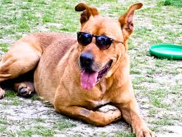 i need one of those dogs