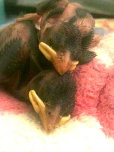 Tiny and Tinier 2014