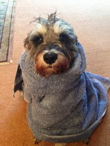 Eddie wrapped in a towel