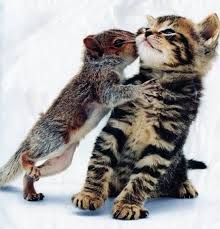 squirrel kiss kitten