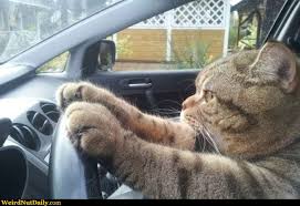 driven cat