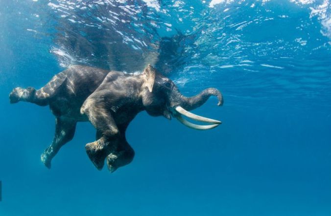 Stamina Elephant in the water